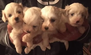 Vând pui Bichon maltez 