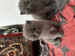 Pisicuțe British Scottish - imagine 3