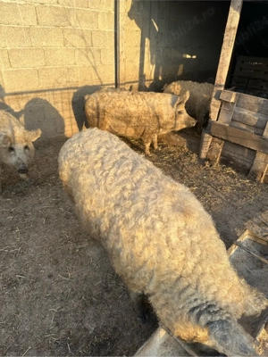 vand porci mangalita  - imagine 2