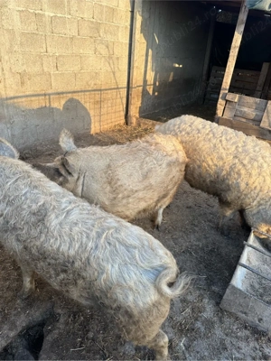 vand porci mangalita  - imagine 4