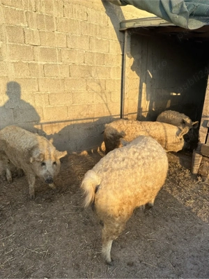 vand porci mangalita 