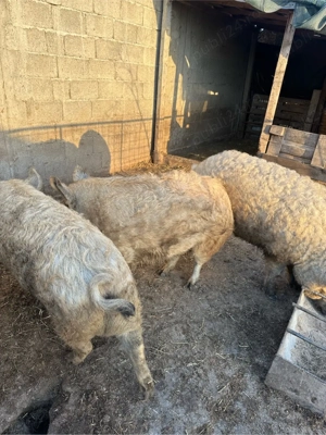 vand porci mangalita  - imagine 3