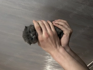 Pisicuțe British Scottish - imagine 5