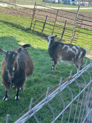 vand capre pret 2000 lei neg - imagine 2