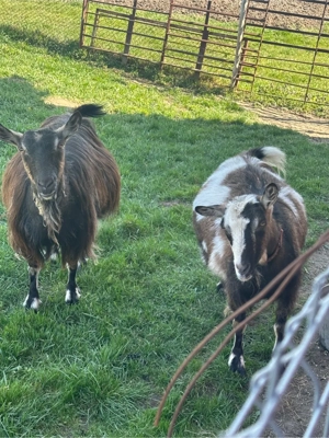 vand capre pret 2000 lei neg - imagine 3