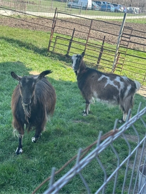 vand capre pret 2000 lei neg