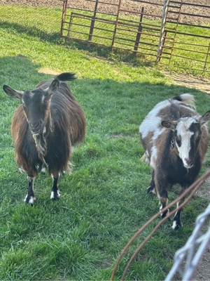 vand capre pret 2000 lei neg - imagine 4