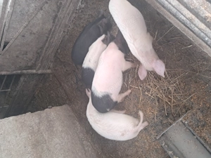 Vand soldani in beltiug  - imagine 2