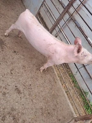 purcei de vânzare - imagine 3