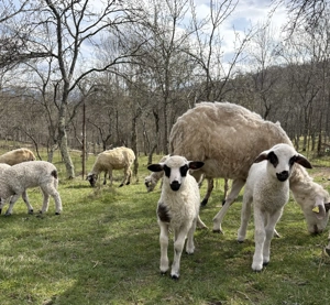 Oi de vânzare cu miei  - imagine 2