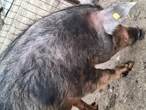 Purcea de vanzare - imagine 2