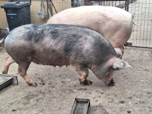 Purcea de vanzare - imagine 4