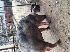 Purcea de vanzare - imagine 3