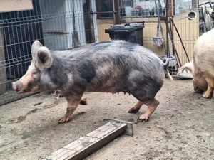 Purcea de vanzare - imagine 5