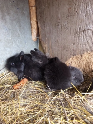  iepuraș cap de leu - imagine 4