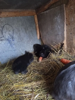  iepuraș cap de leu - imagine 5