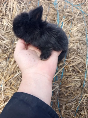  iepuraș cap de leu - imagine 3