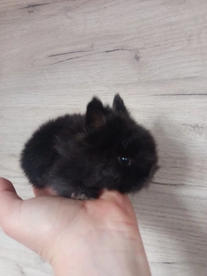  iepuraș cap de leu - imagine 2