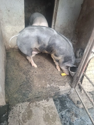 Porc Pietrain  - imagine 2