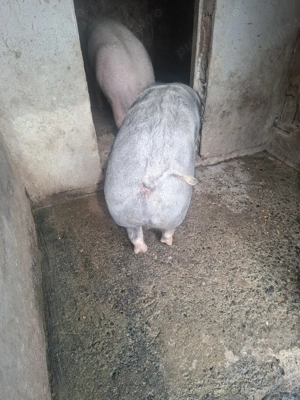 Porc Pietrain  - imagine 3