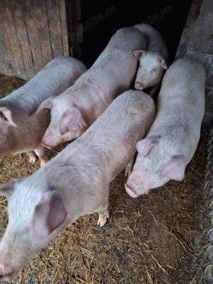 șoldani de vânzare  - imagine 5