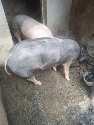 Porc Pietrain  - imagine 4