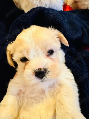 Pui de Bichon Maltez - imagine 4