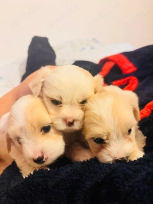 Pui de Bichon Maltez - imagine 2