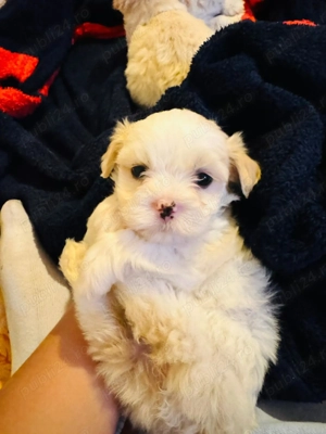 Pui de Bichon Maltez - imagine 3
