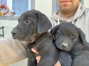 Puiuti de labrador retriever - imagine 2