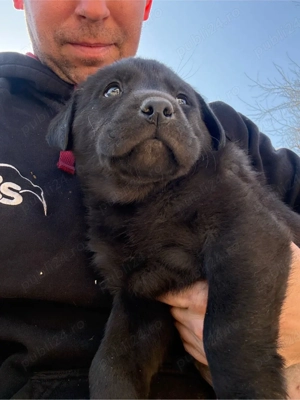 Puiuti de labrador retriever - imagine 4