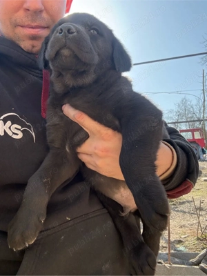 Puiuti de labrador retriever - imagine 3