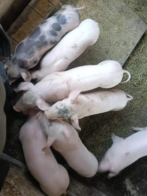 vand purcei  - imagine 3