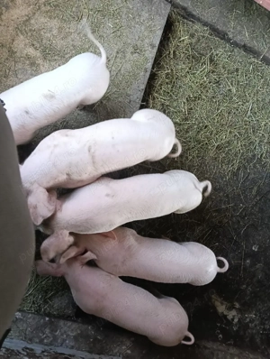 vand purcei  - imagine 4