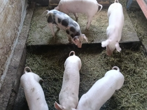 vand purcei  - imagine 2