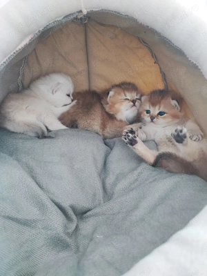 Părinți cu teste genetice, tatăl cu pedigree