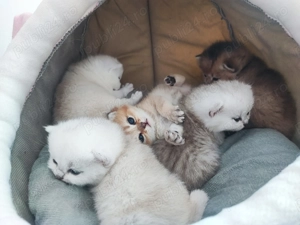 Părinți cu teste genetice, tatăl cu pedigree - imagine 2