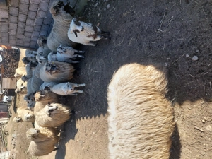 Vând 15 oi cu miei,2 noatini și 2 noatine. - imagine 2