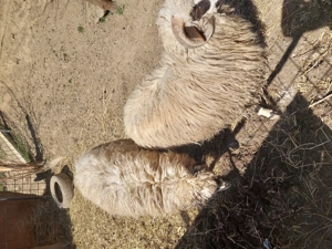 Vând 15 oi cu miei,2 noatini și 2 noatine. - imagine 3