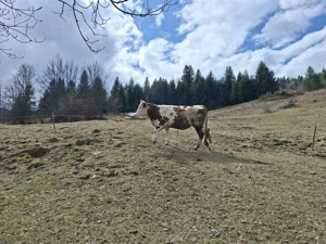 Vaci de vanzare baltata romaneasca  - imagine 4