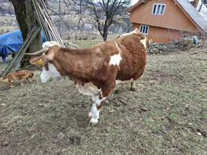 Vaci de vanzare baltata romaneasca  - imagine 3