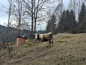 Vaci de vanzare baltata romaneasca  - imagine 5