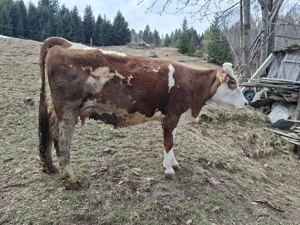 Vaci de vanzare baltata romaneasca  - imagine 2