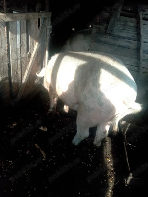 porci de vanzare - imagine 2