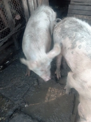 porci de vanzare - imagine 3