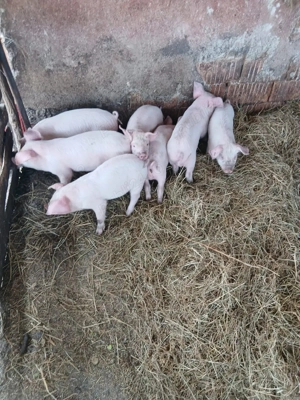 De Vânzare 7 purcei de 7 săptămâni  - imagine 2