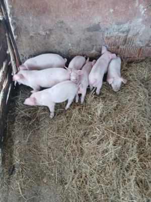 De Vânzare 7 purcei de 7 săptămâni 