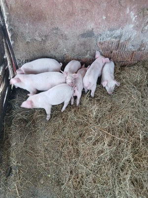 De Vânzare 7 purcei de 7 săptămâni  - imagine 5