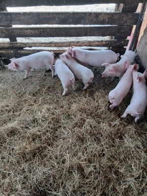 De Vânzare 7 purcei de 7 săptămâni  - imagine 4