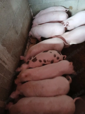 Porci de carne românești  - imagine 2